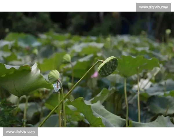 吴兴碧波竞渡：名校学子共谱青春友谊曲